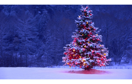 Arbre de Noël